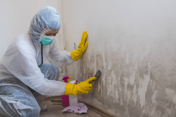 Home Mold Removal in Gleneagle, CO