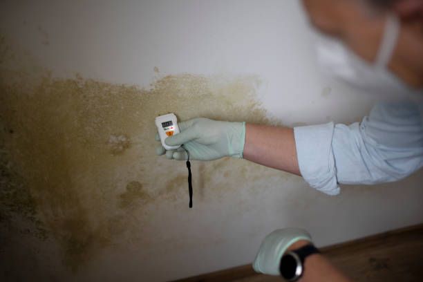 Mold Removal and Inspection in Gleneagle, CO